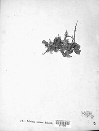 Salvinia natans image
